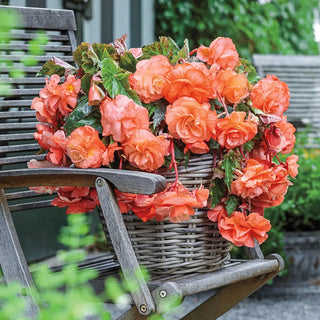 Splendide Begonia Apricot