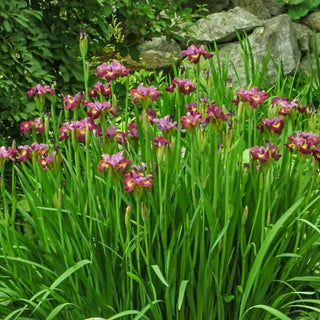 Siberian Iris Miss Apple