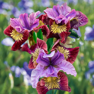 Siberian Iris Miss Apple