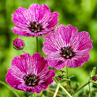 Hardy Geranium Jolly Jewel Lilac