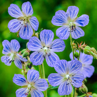Hardy Geranium Mrs. Kendall Clark
