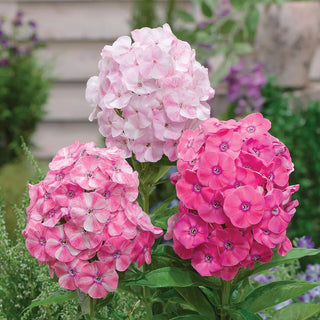 Hardy Tall Phlox Potpourri Dark Pink Shades