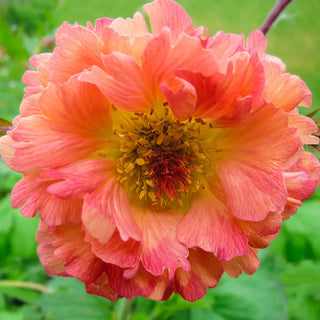Geum Coral Pearl