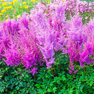 Astilbe Nemo