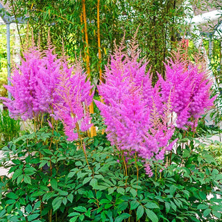 Astilbe Nemo