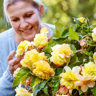 Odorata Begonia Sunny Dream