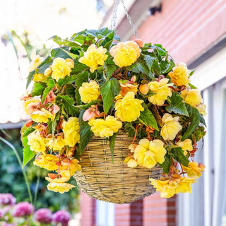 Odorata Begonia Sunny Dream