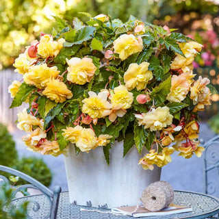 Odorata Begonia Sunny Dream