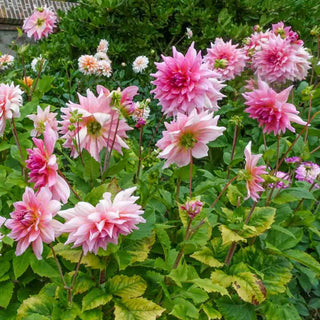 Giant Dinnerplate Dahlia Otto's Thrill