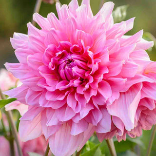 Giant Dinnerplate Dahlia Otto's Thrill