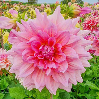 Giant Dinnerplate Dahlia Otto's Thrill