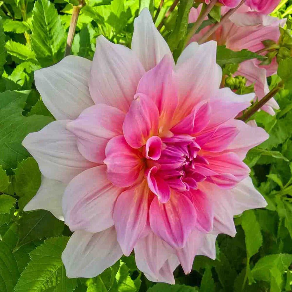 Giant Dinnerplate Dahlia Otto's Thrill | K. van Bourgondien Giant Dinnerplate Dahlia Otto's Thrill | K. van Bourgondien