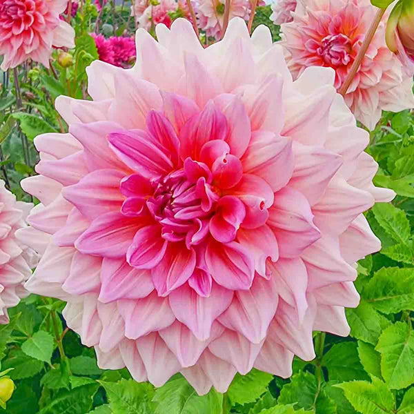 Giant Dinnerplate Dahlia Otto's Thrill | K. van Bourgondien