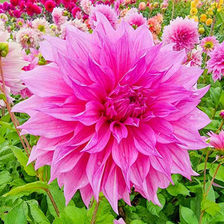 Dinnerplate Dahlia Café au Lait Rosé