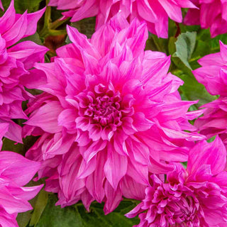 Dinnerplate Dahlia Café au Lait Rosé