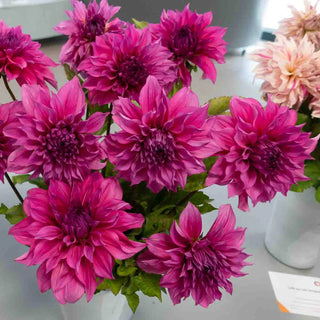 Dinnerplate Dahlia Café au Lait Rosé