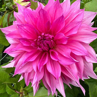 Dinnerplate Dahlia Café au Lait Rosé