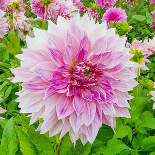 Dinnerplate Dahlia Café au Lait Royal