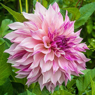 Dinnerplate Dahlia Café au Lait Royal