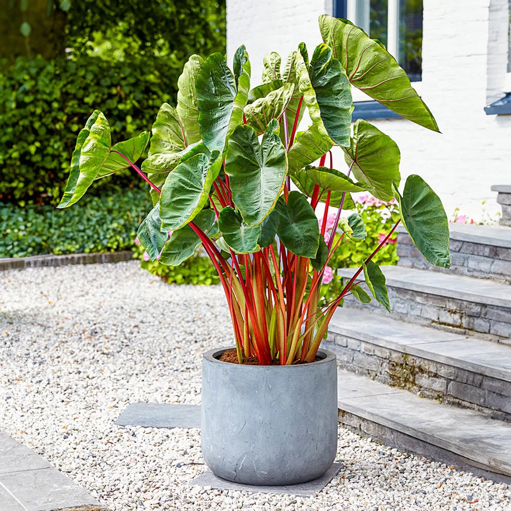 elephant ear plant outdoor hot high heat summer Colocasia esculenta Hawaiian Punch