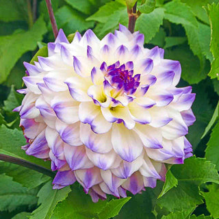 Dinnerplate Dahlia Hapet Blue Eyes