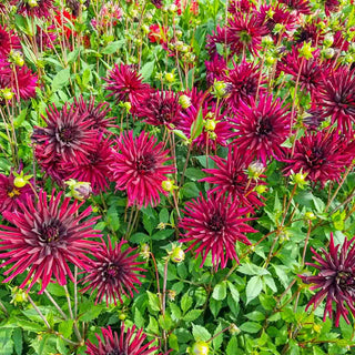 Cactus Dahlia Black Narcissus