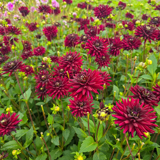Cactus Dahlia Black Narcissus