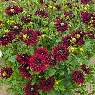 Cactus Dahlia Black Narcissus