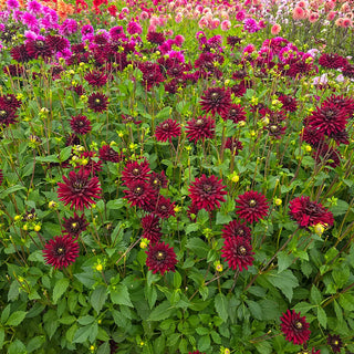 Cactus Dahlia Black Narcissus