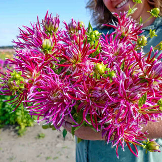 Cactus Dahlia China Town