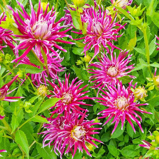 Cactus Dahlia China Town