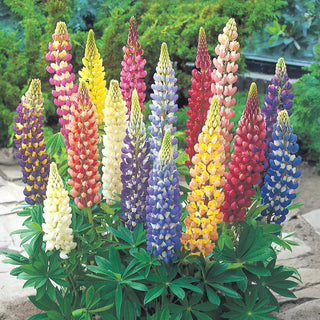 Lupinus polyphyllus Mix