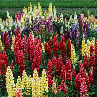 Lupinus polyphyllus Mix
