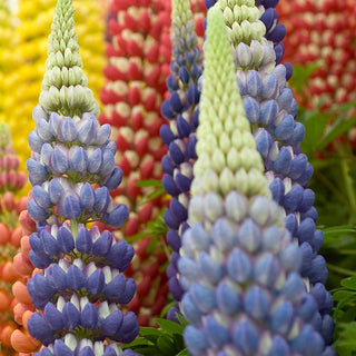 Lupinus polyphyllus Mix