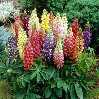 Lupinus polyphyllus Mix