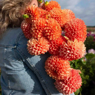 Giant Ball Dahlia Jowey Linda