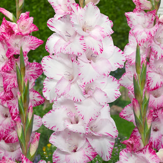 Gladiolus My Love