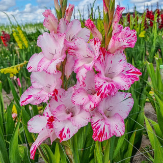 Gladiolus My Love