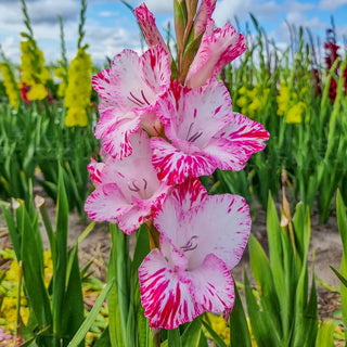 Gladiolus My Love