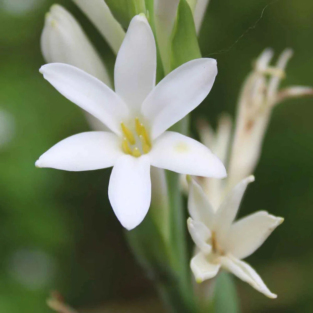 lily in marathi flower Single Mexican Tuberose - Polianthes