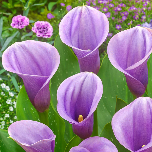 caillou lily flower Calla Lily Captain Violetta
