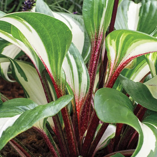 Hosta Raspberry Sundae