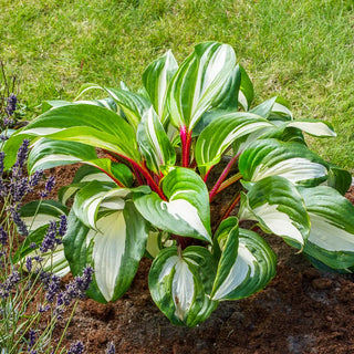 Hosta Raspberry Sundae
