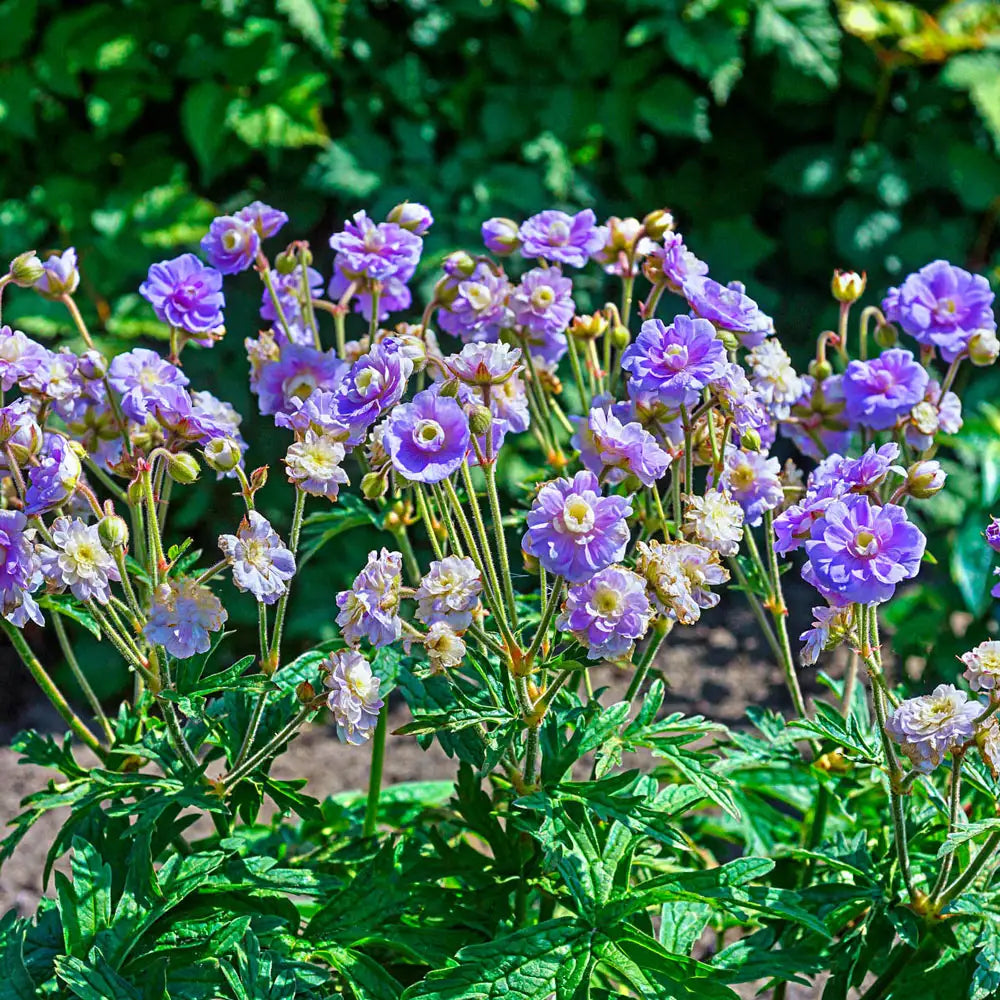 geranium summer skies seeds Hardy Geranium Summer Skies
