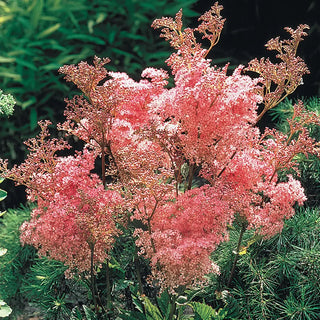 Queen of the Prairie