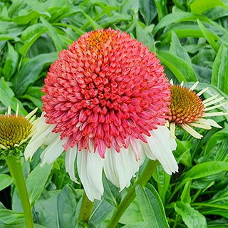 Echinacea Strawberry and Cream