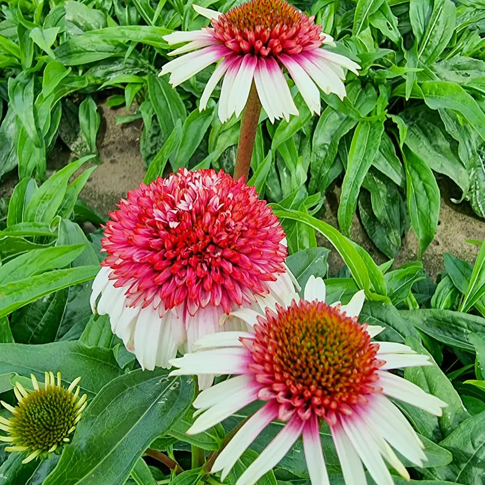 echinacea strawberry and cream seeds Echinacea Strawberry and Cream