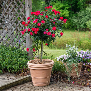 24" Tree Rose Drop Dead Red