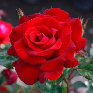 24" Tree Rose Drop Dead Red