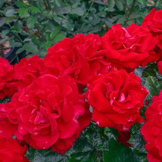 24" Tree Rose Drop Dead Red